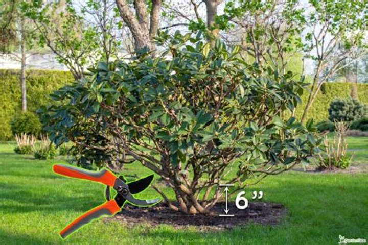 What time of year should I cut back my shrubs?