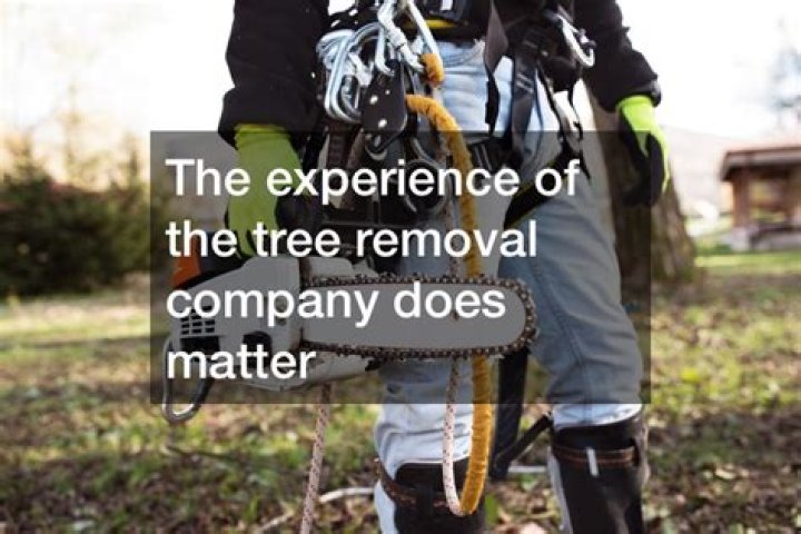 What to ask before hiring a tree removal service?