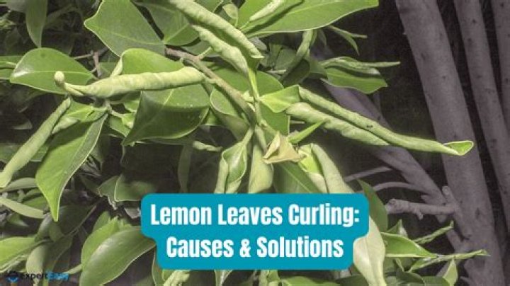 What to do about curling leaves on citrus trees?
