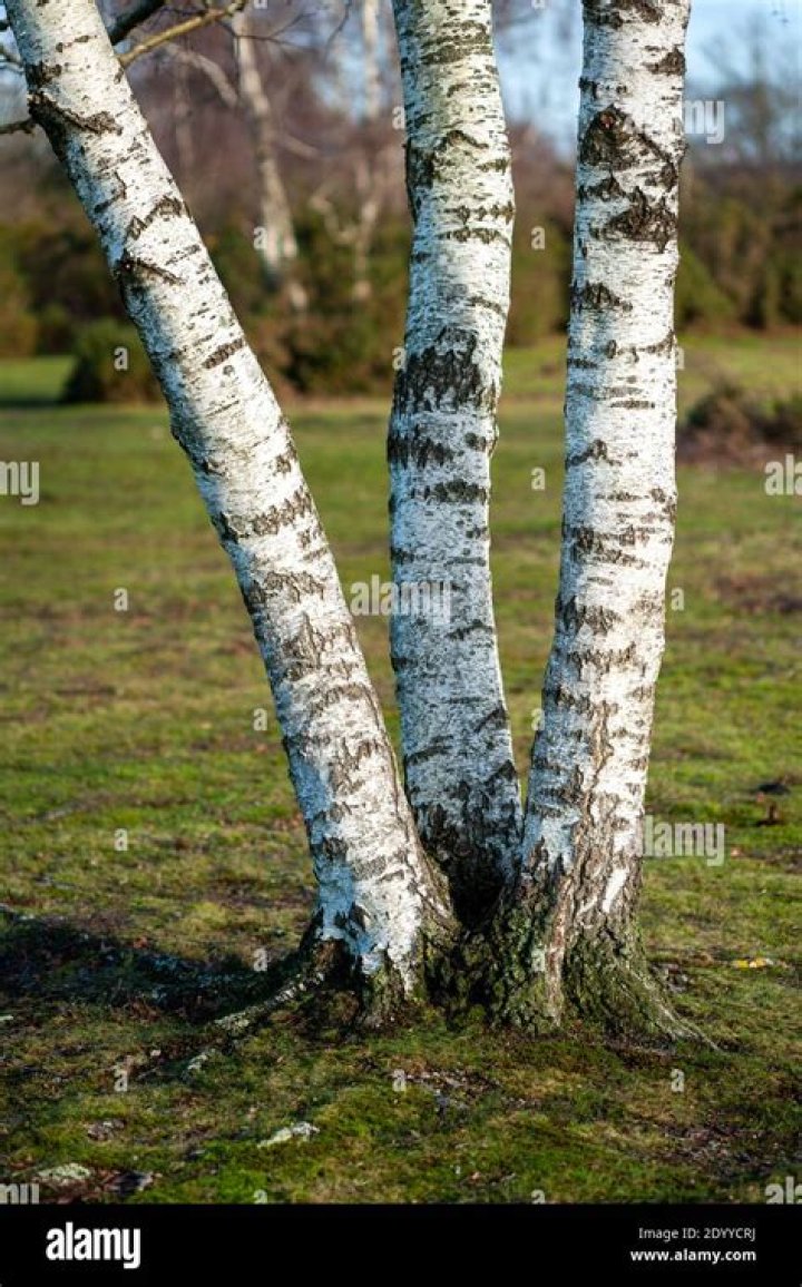 What to do about dead branches on silver birch tree?