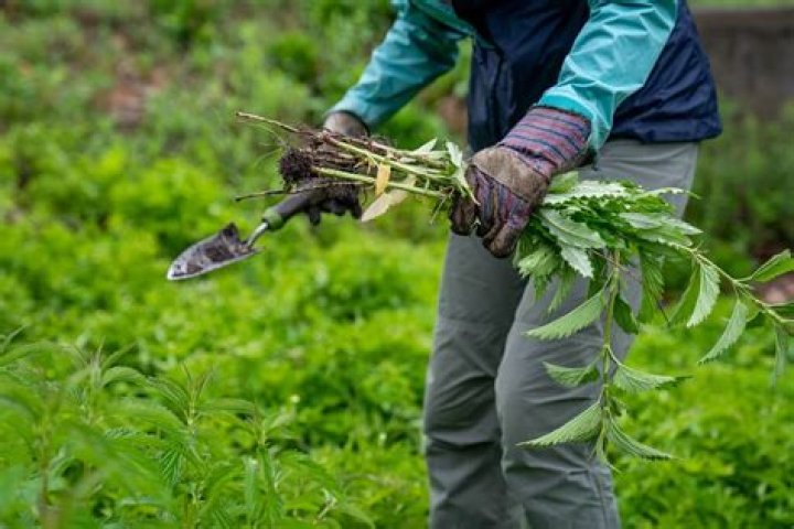 What to do after pulling weeds?
