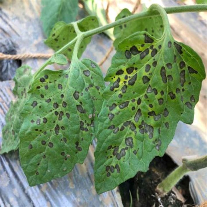 What to do if plant has black spots?