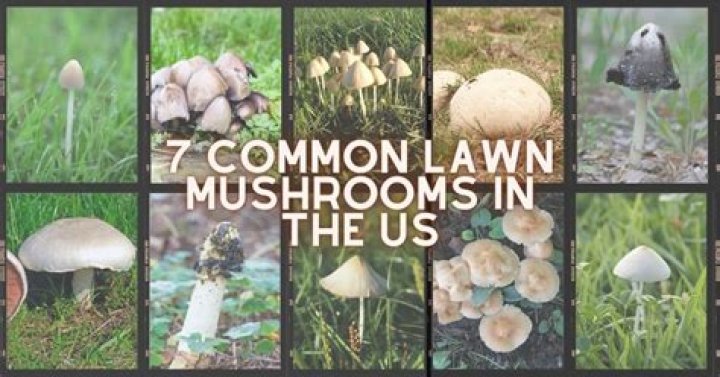 What to do if you find mushrooms on your lawn?