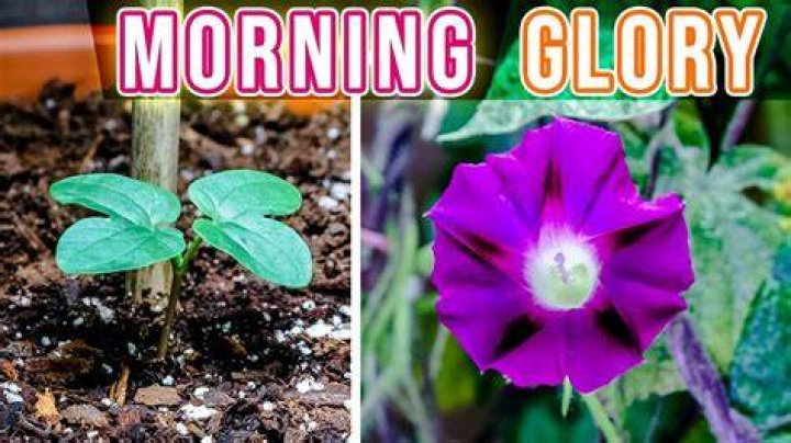 What to do if your morning glory has fungus?
