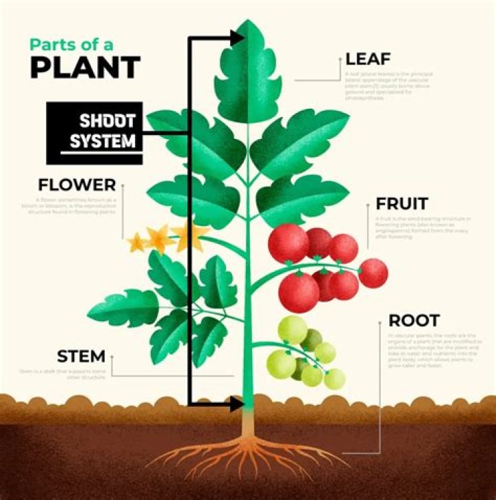 What to look for in a woody plant?