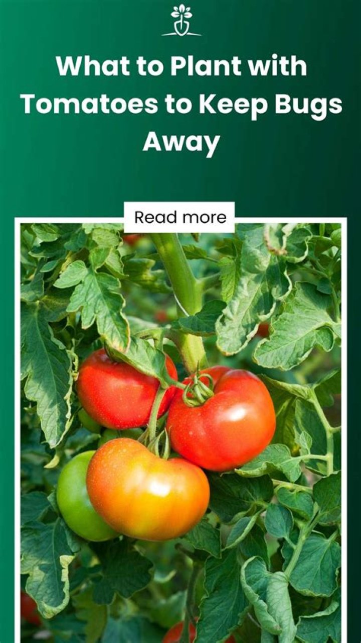 What to put on tomatoes to keep bugs away?