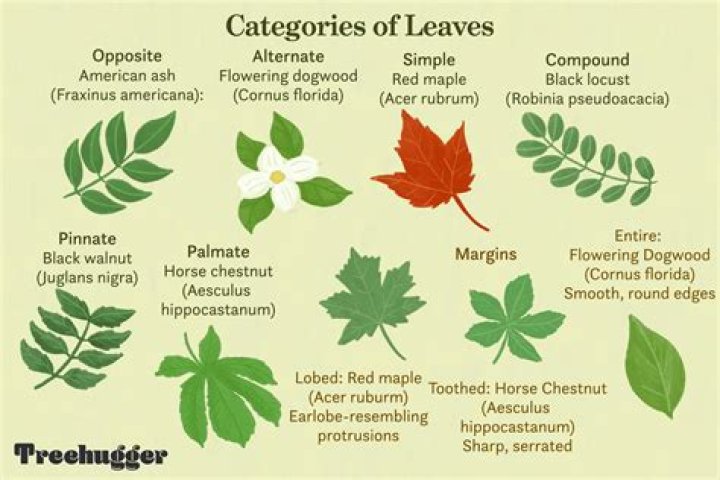 What tree is based on leaves?