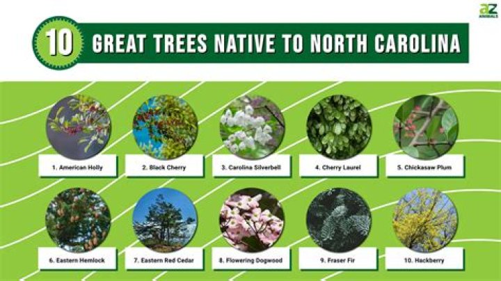What trees are known to split?