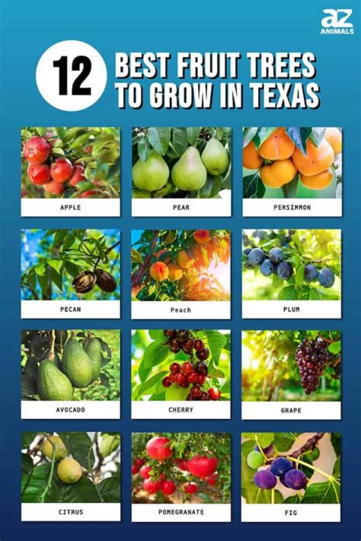 What trees grow in Amarillo Texas?