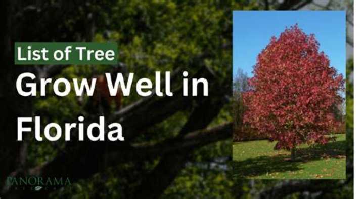 What trees grow well in San Diego?