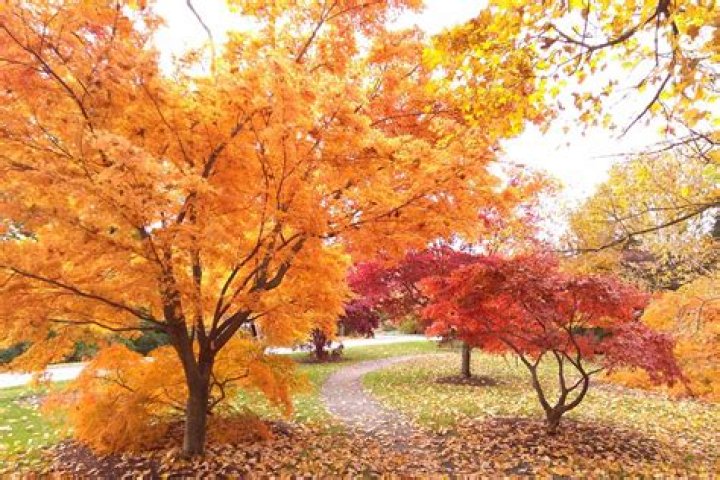 What trees have Obovate leaves?