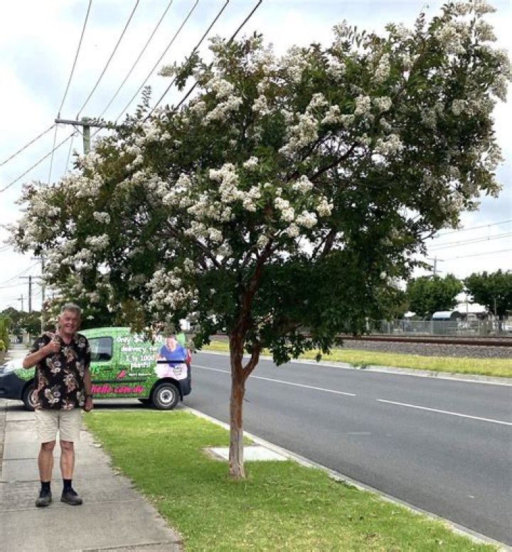 What trees look good with crepe myrtle?