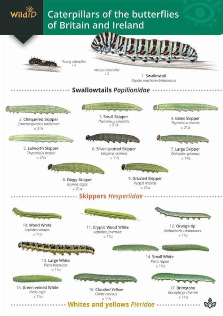 What type of caterpillars eat grass?