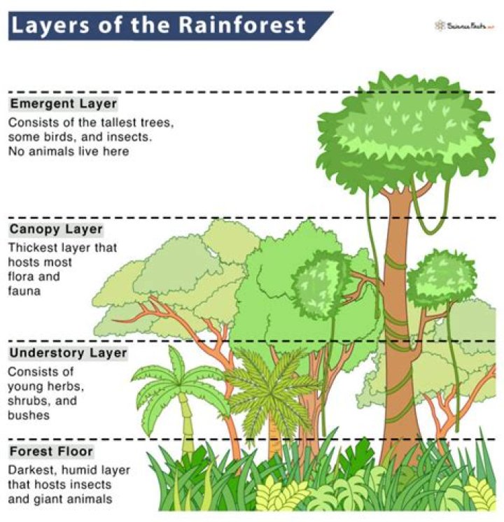 What type of grass is in the Amazon rainforest?