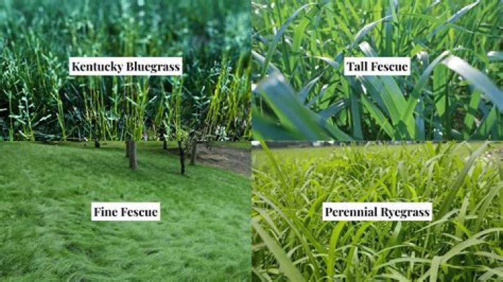 What type of grass is in the tundra?
