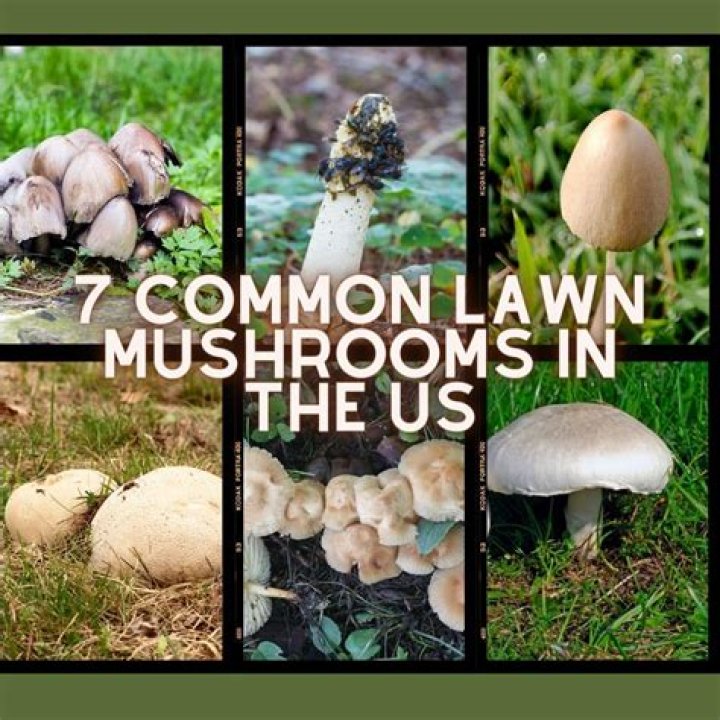What type of mushroom is wild?