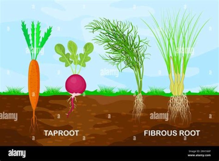 What type of root system is found in dandelions?