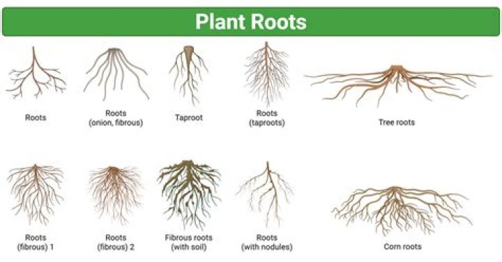 What type of roots do you find in grass?