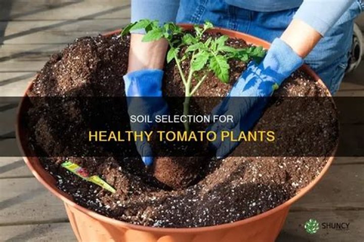 What type of soil does a tomato plant need?
