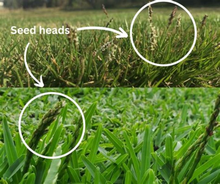 What type of system does grass have?