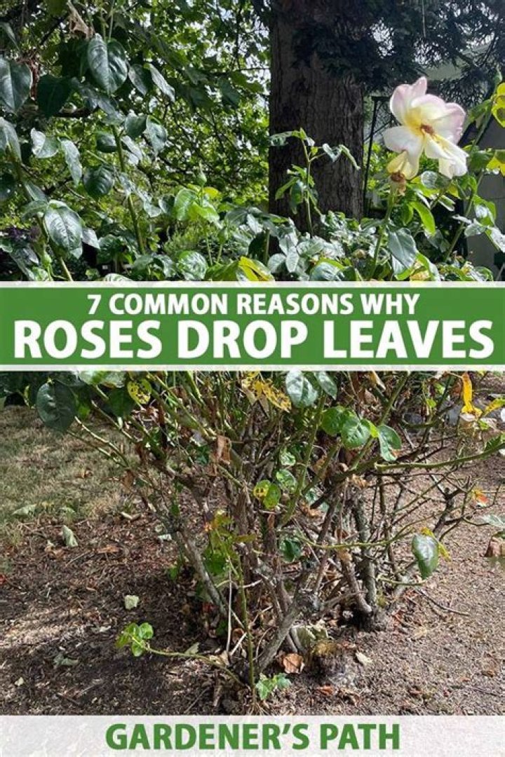 What type of trees do not drop their leaves?