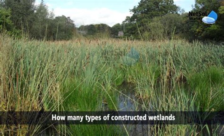 What type of wetland has grasses?