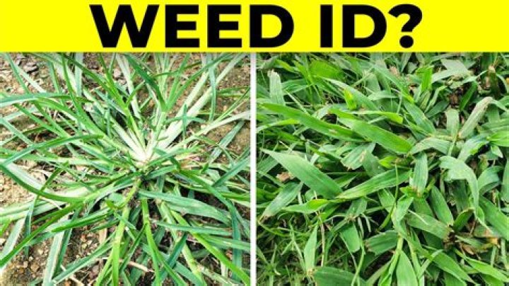 What weeds are in my grass?