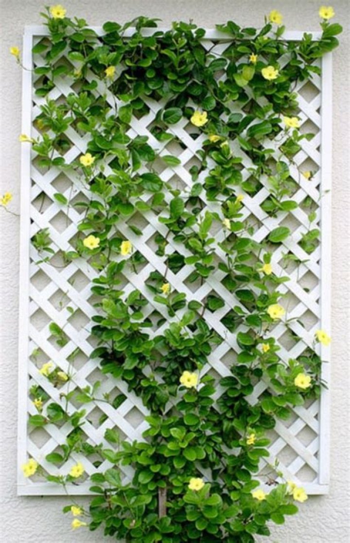 What will grow up lattice?
