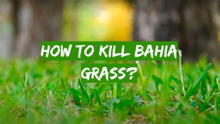 What will kill Bahia grass?