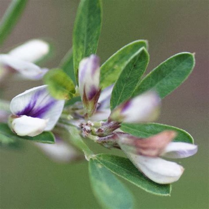 What will kill lespedeza?