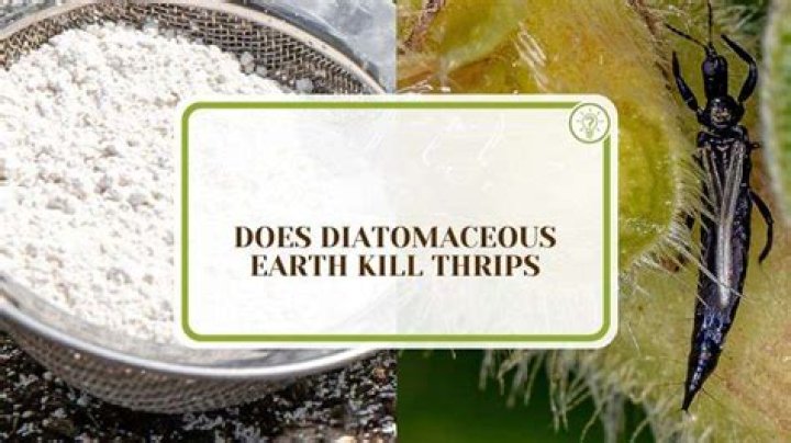 What will kill thrips?