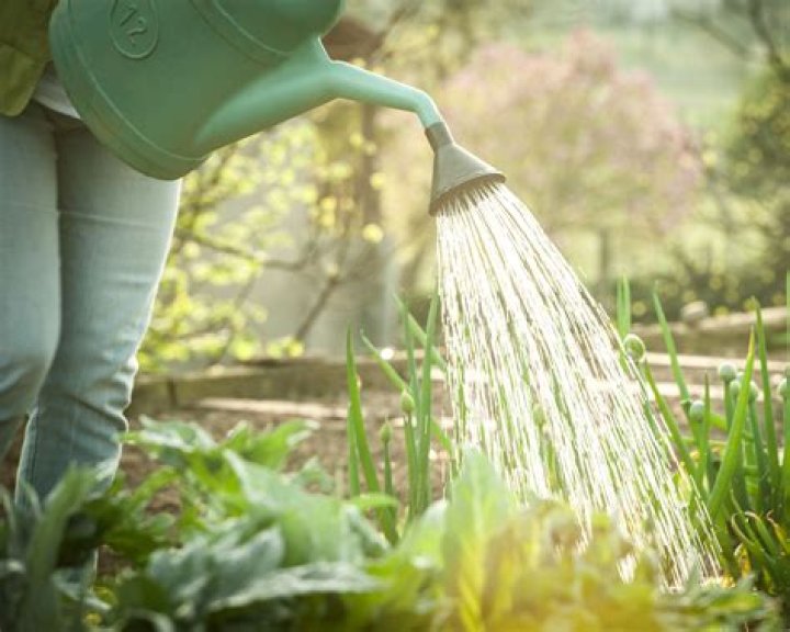 What would be the best time of day to water a lawn to minimize?