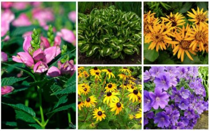When can I plant perennials in Massachusetts?