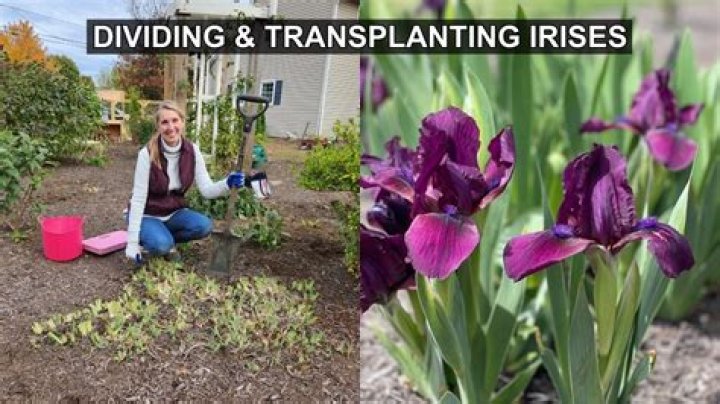When can I transplant divide irises?