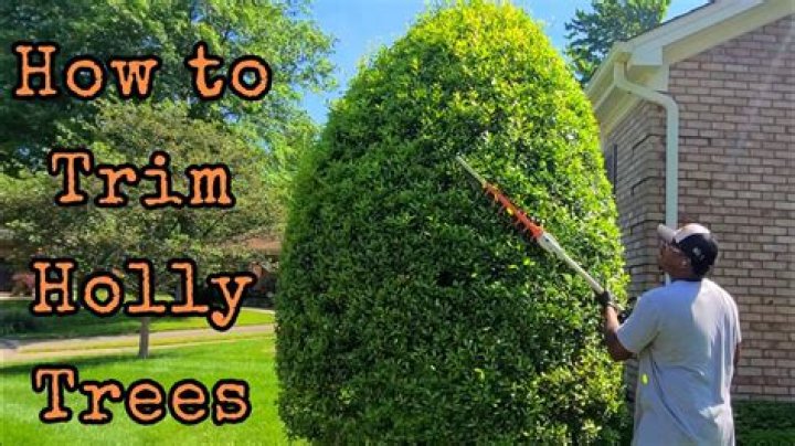 When can I trim my elm tree?