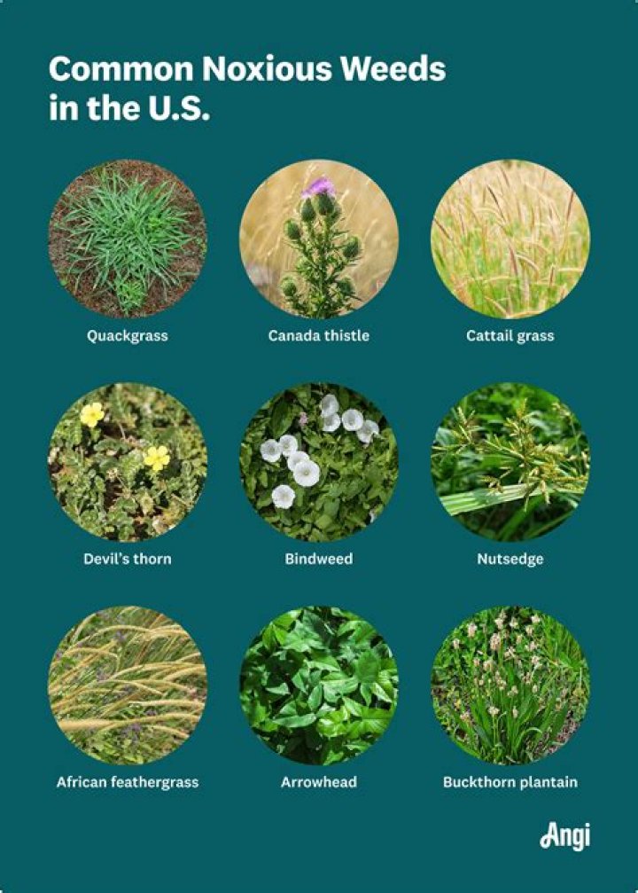 When can weed plants go outside?