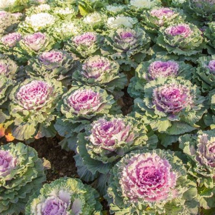When can you plant ornamental cabbage?