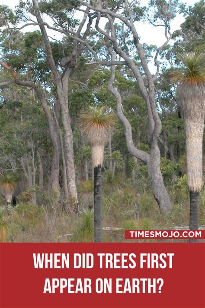 When did cypress trees first appear?