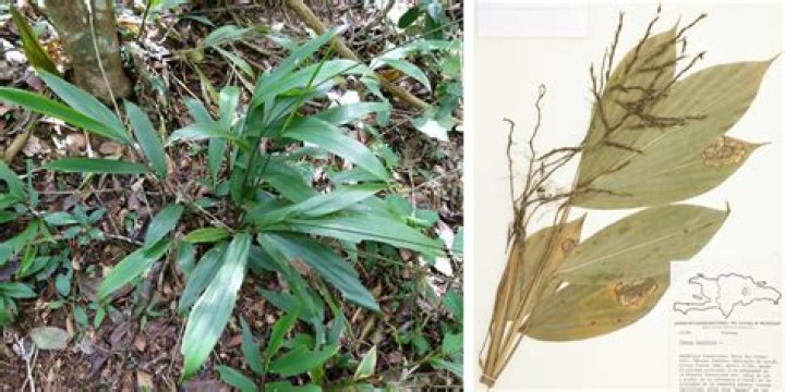 When did grasses first appear?