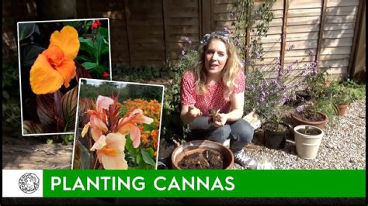 When do you plant Cannas in the garden?