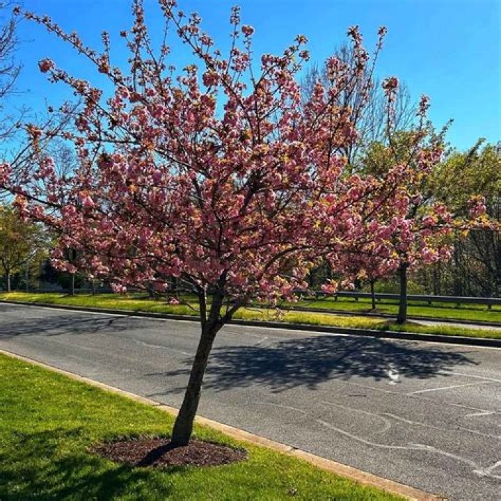 When does a Kwanzan Cherry Tree turn pink?
