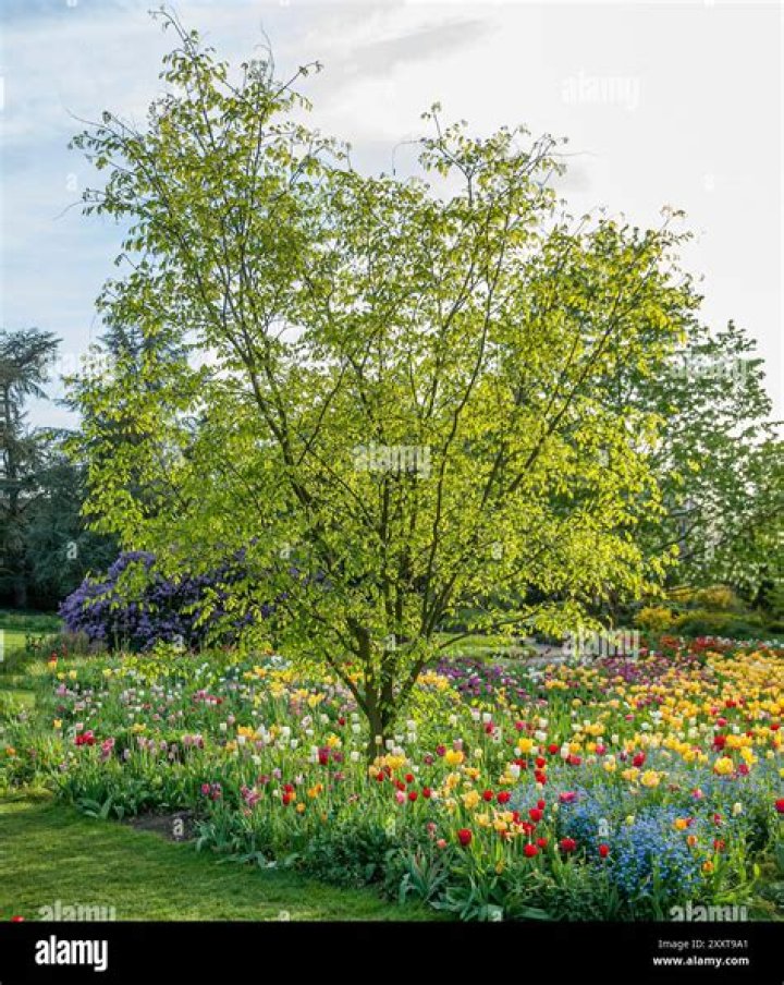 When does Cladrastis lutea bloom in the UK?