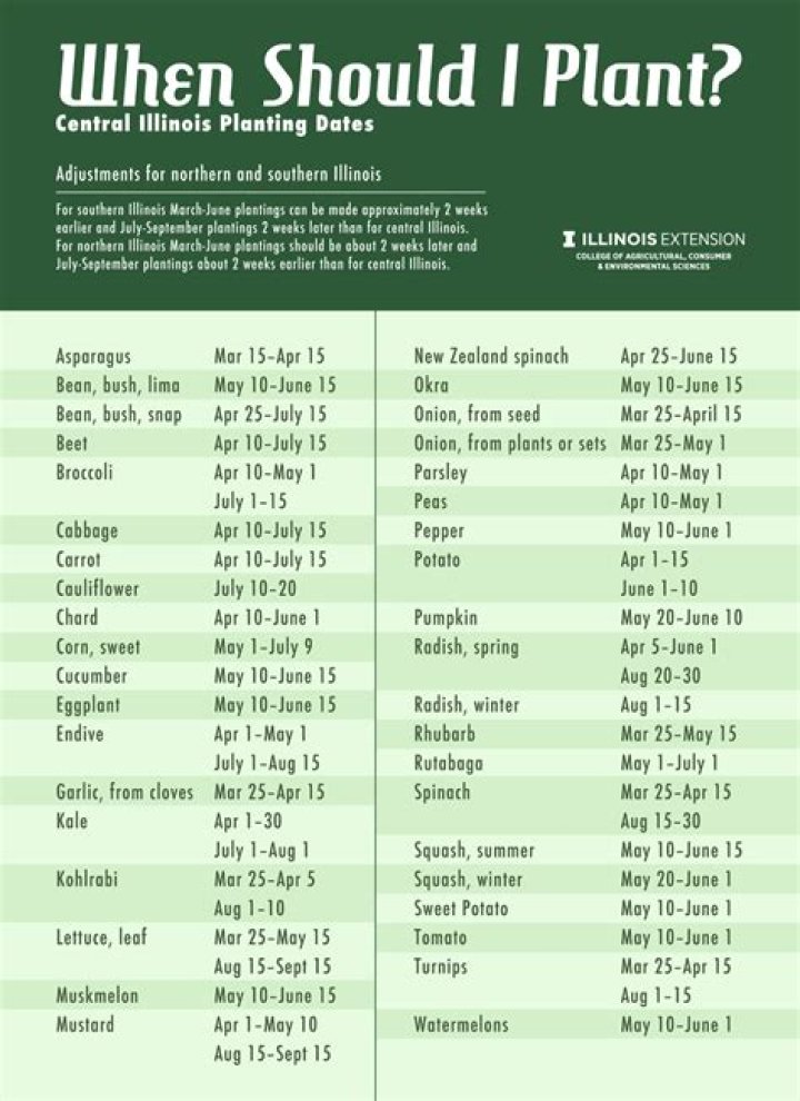 When is the best time to plant a Thuja tree?