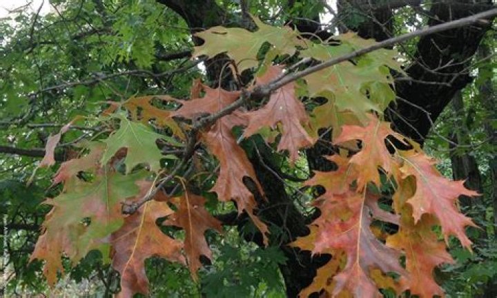 When is the best time to treat for oak wilt?