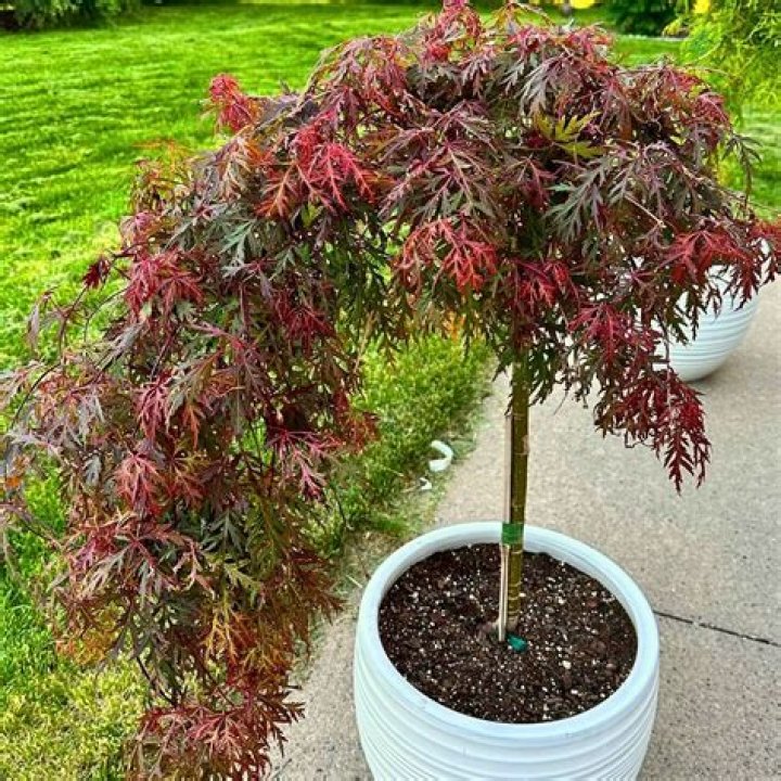 When should a Japanese maple be pruned?
