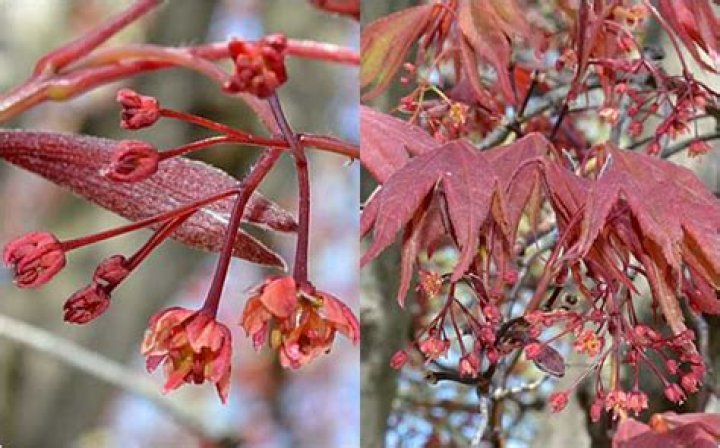 When should a Japanese maple bloom?