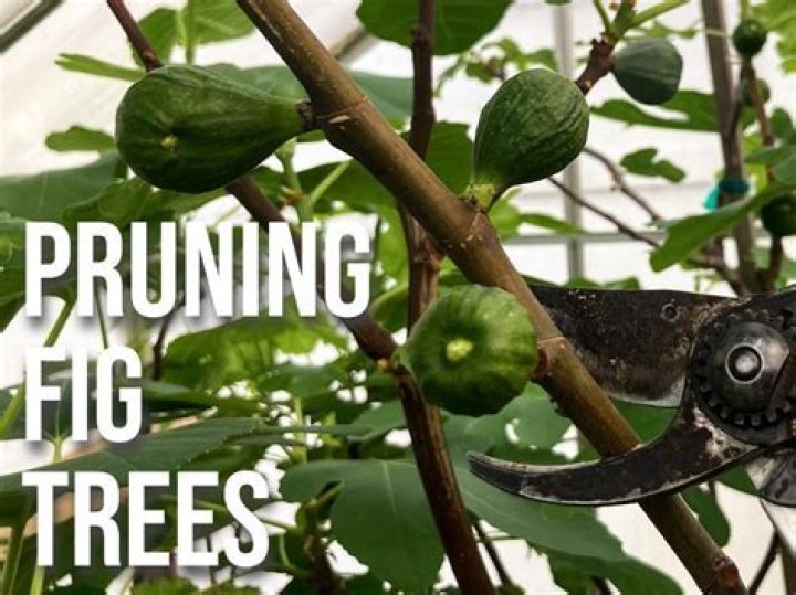When should fig trees be pruned?