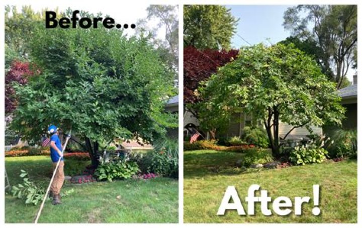 When should hemlocks be pruned?