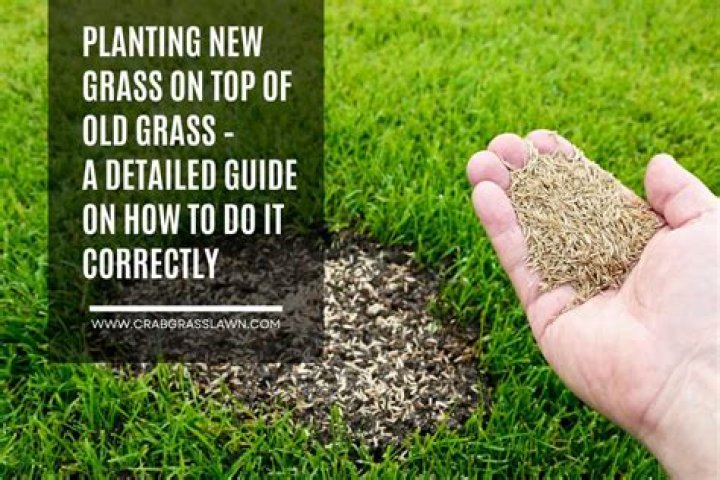 When should I apply tonic to my lawn?