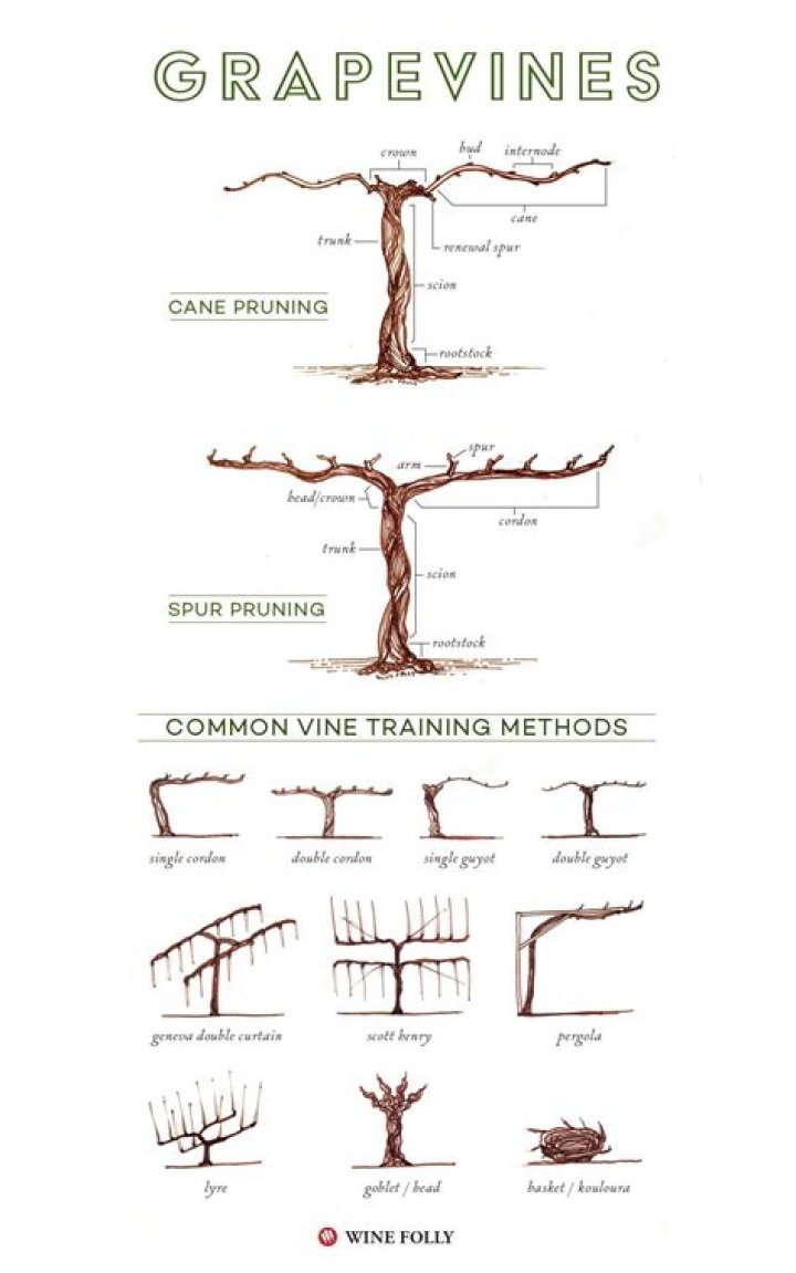 When should I buy grape vines?
